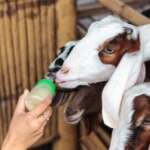 Le lait de chèvre comme médicament - Image fournie par [by criminalatt] sur FreeDigitalPhotos.net - Recettes et livre de recettes en ligne