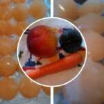 Succhi di frutta ghiacciati - Ana Vuletić - Ricette e ricettario online