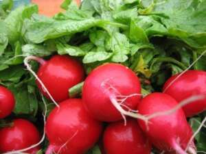 BKTV news - Powerful medicine from the garden: radishes are a vitamin bomb! - Pixabay