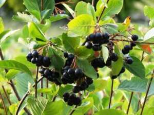 Aronia - slows down aging, strengthens immunity - Recipes and Cookbook online - Pixabay